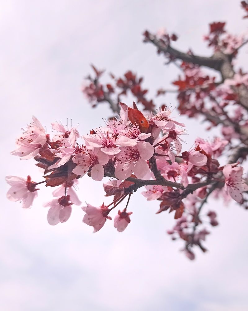 Photograph by Amaan Bhat