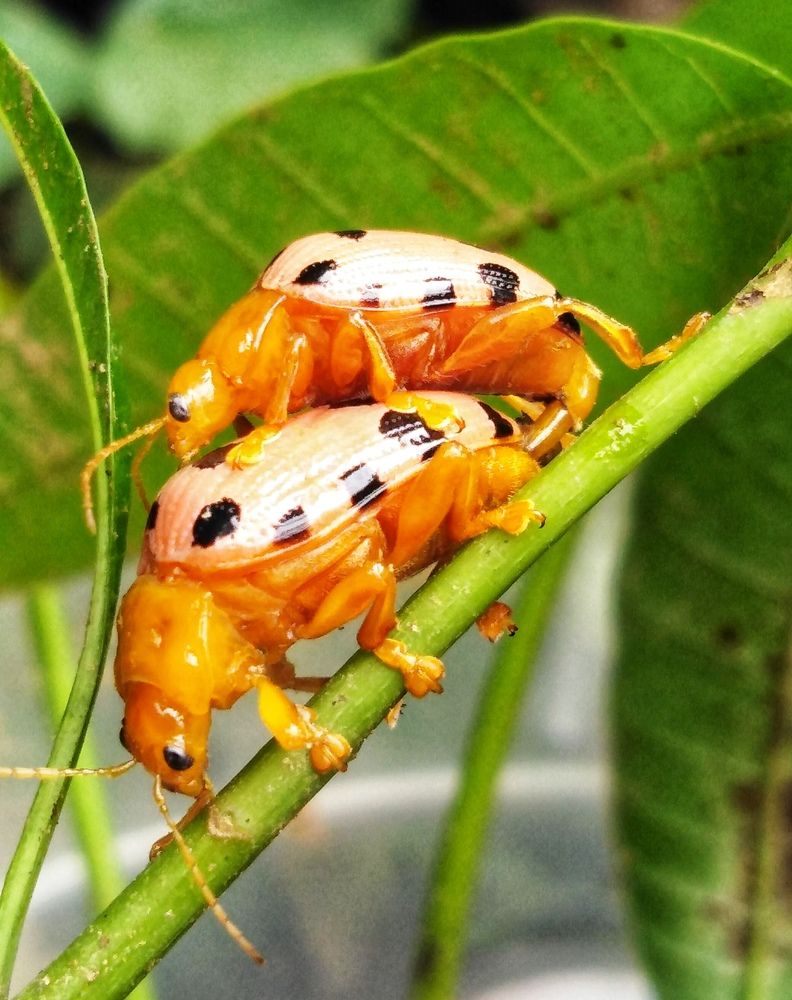Peach Ladybugs Season of Love