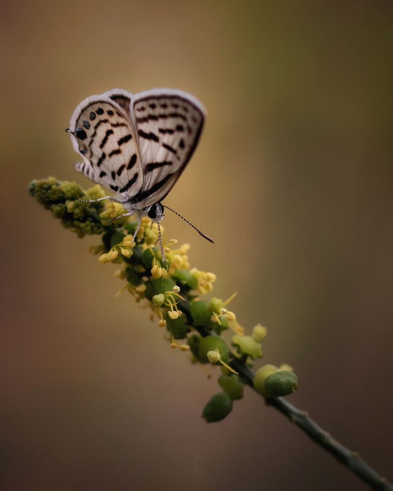 Photograph by Dariush Sedaghat
