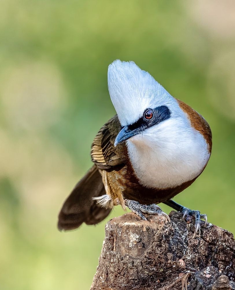 Фотография автора Binit Chatterjee