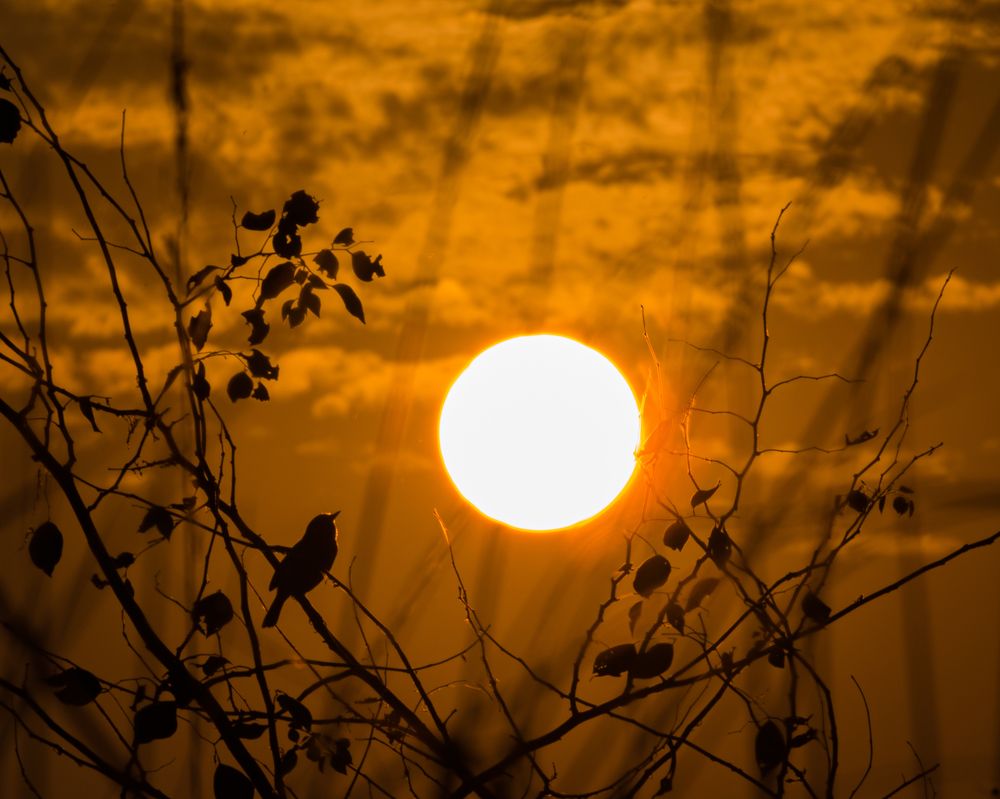 Photograph by Sudip Biswas