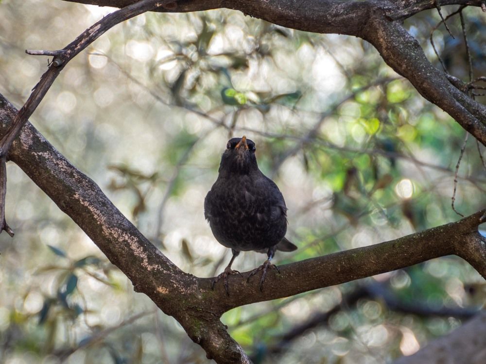 Photograph by mikhail goryachev