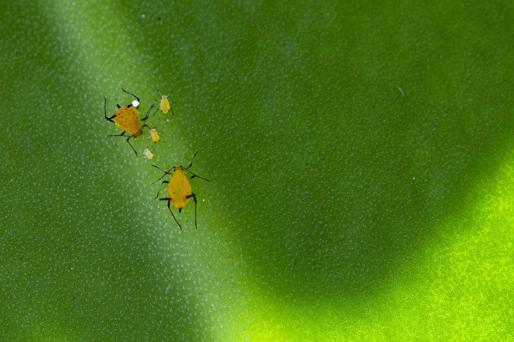 Photograph by Sudara Sansali De Silva