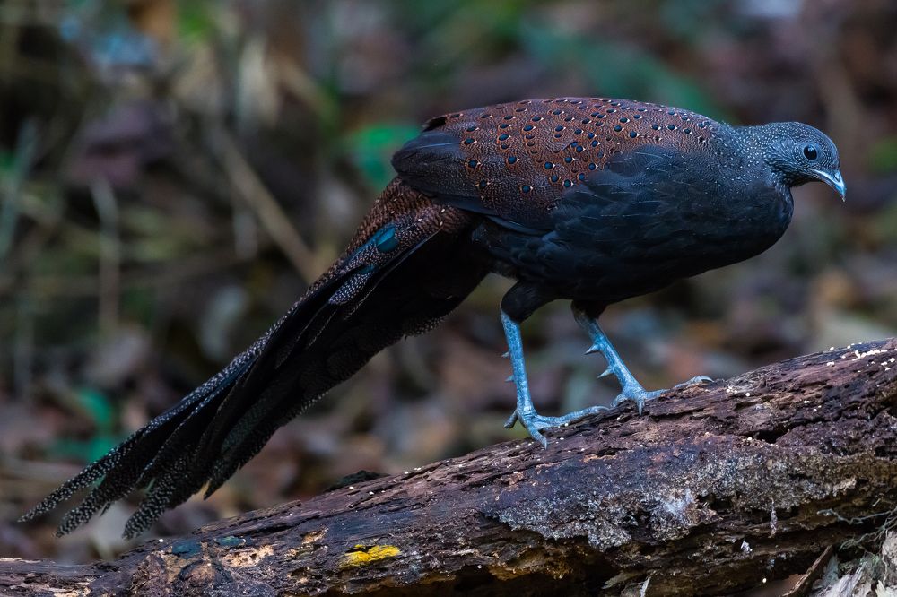 Photograph by Seng Cheong Chew