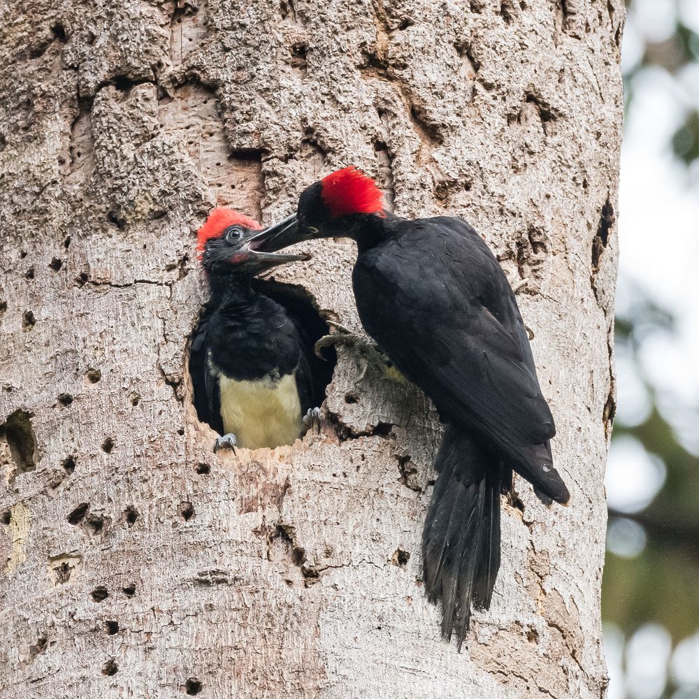 Photograph by Seng Cheong Chew