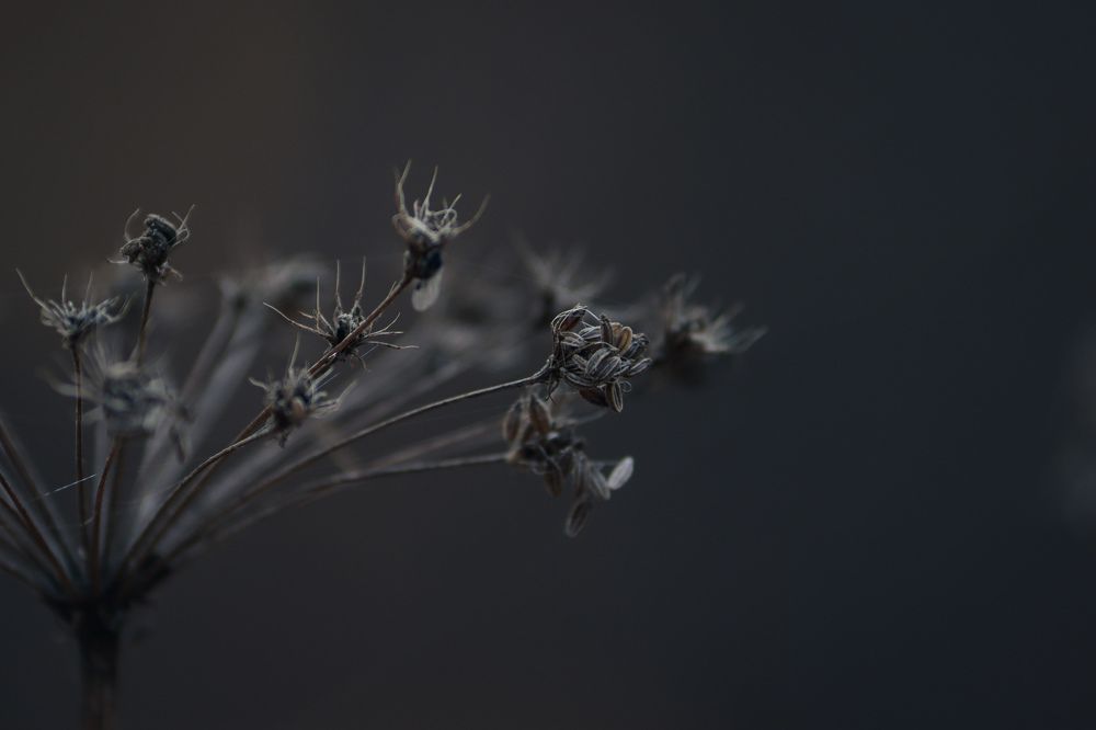 Photograph by Николай Стрельников