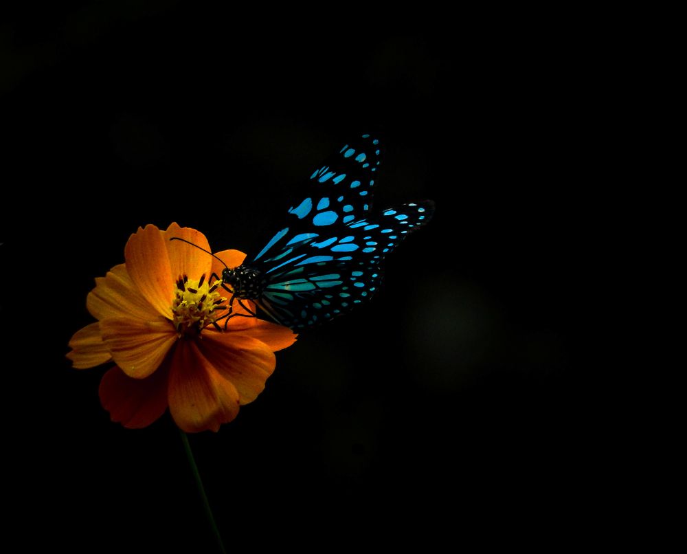 Photograph by Saswata Mukherjee