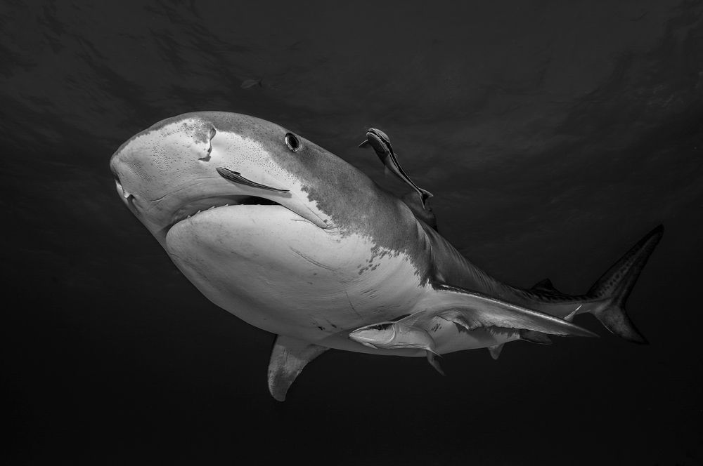 Photograph by daniele comin