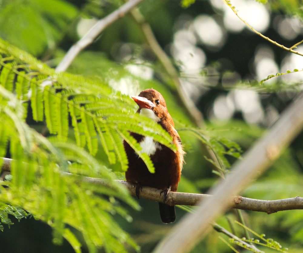 Photograph by Kapilesh Gujarathi