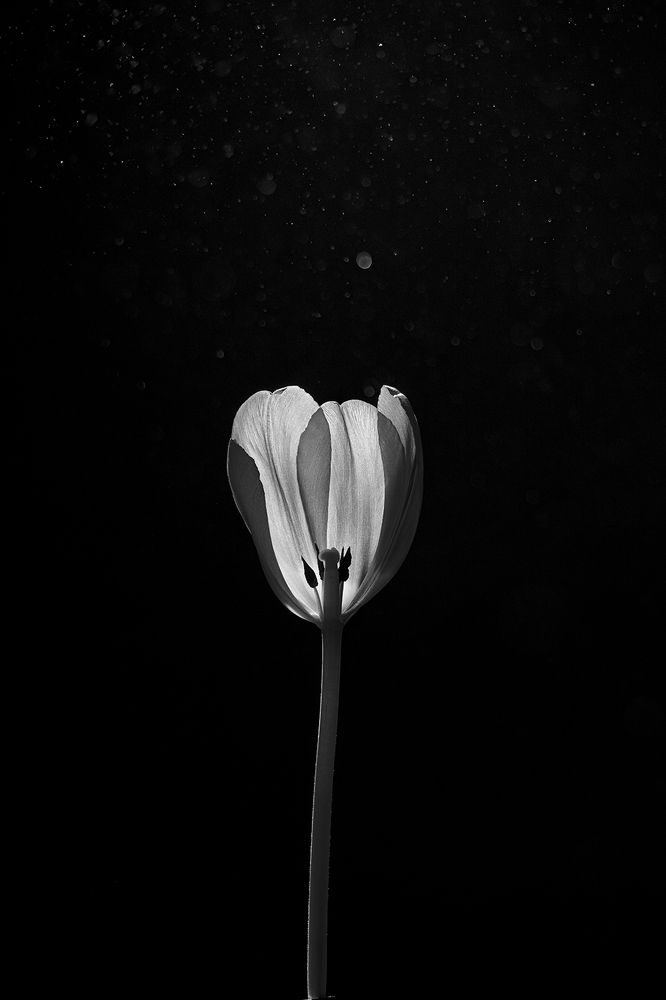 Photograph by Lu Huang