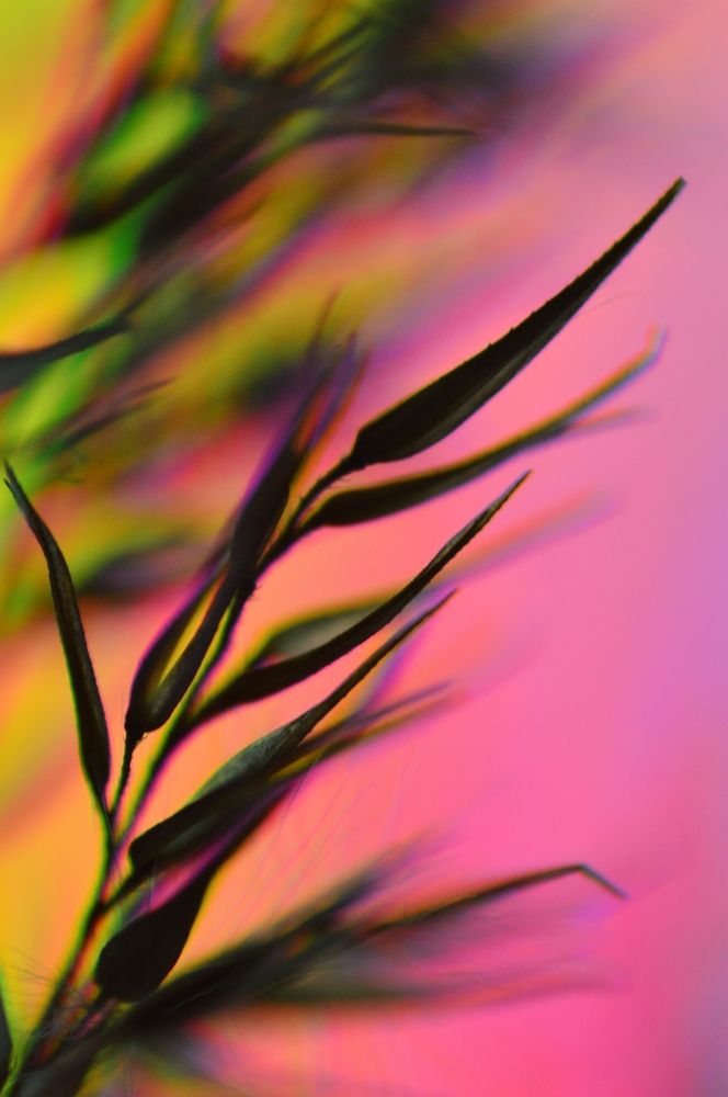 Розовый вечер