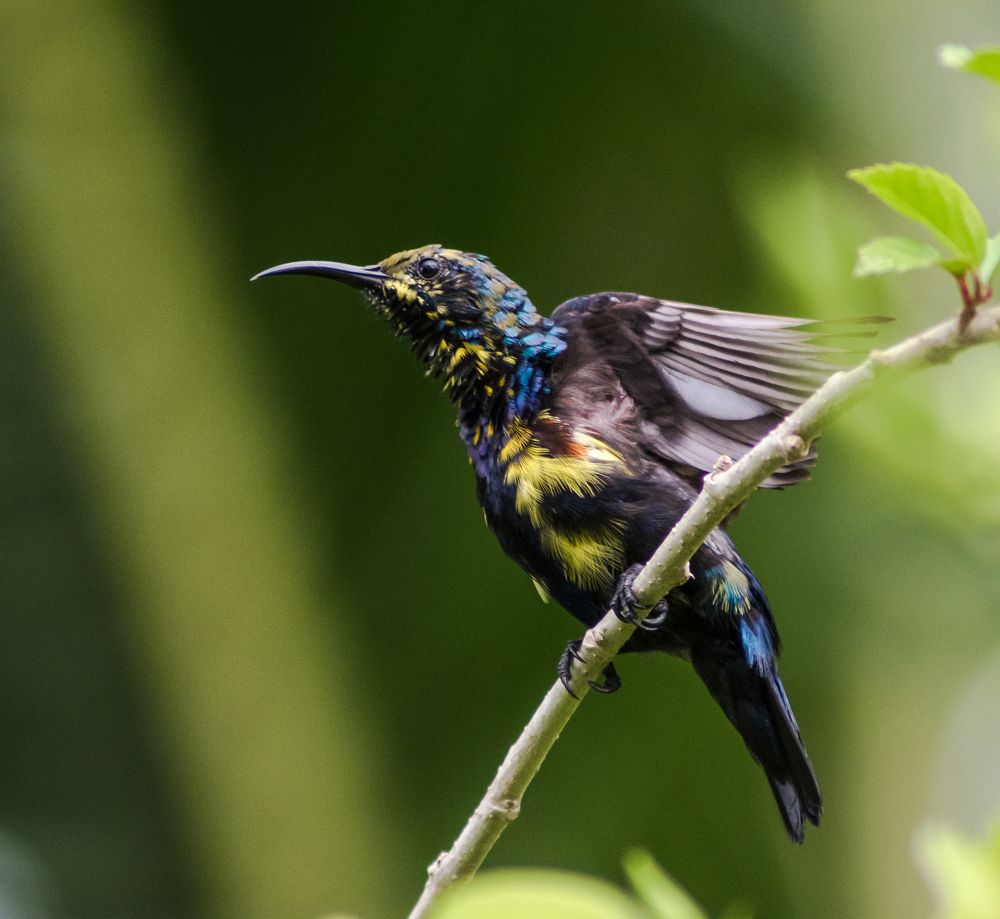 Photograph by Abhishek Manna