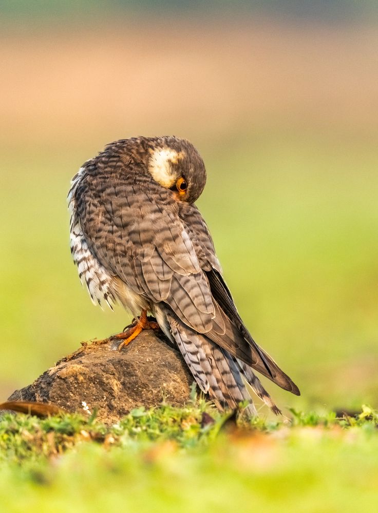 Photograph by Anindita Datta Muhuri