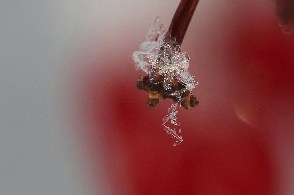 Photograph by Любовь Саханова