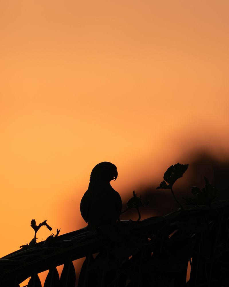 Photograph by Anand R J