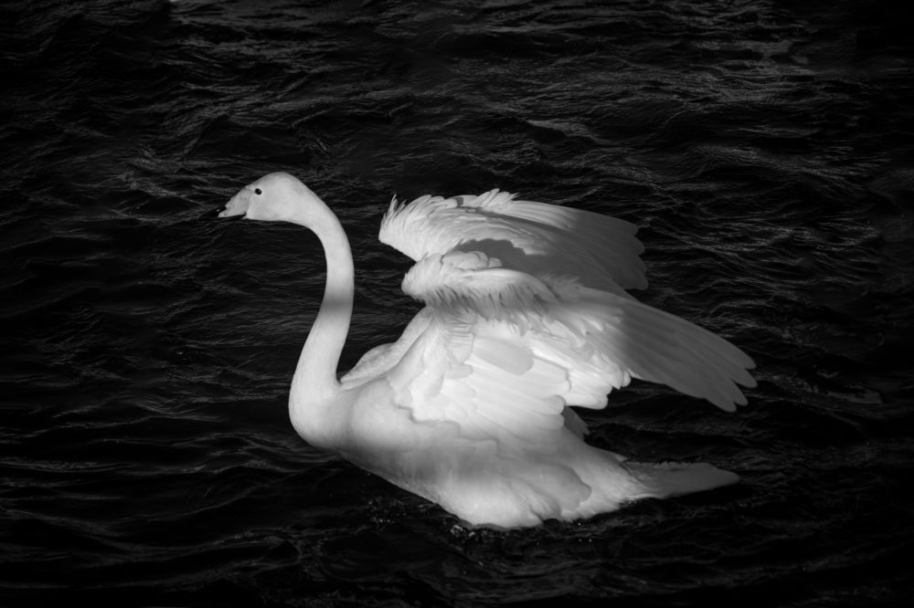 Photograph by Роман Раскошный