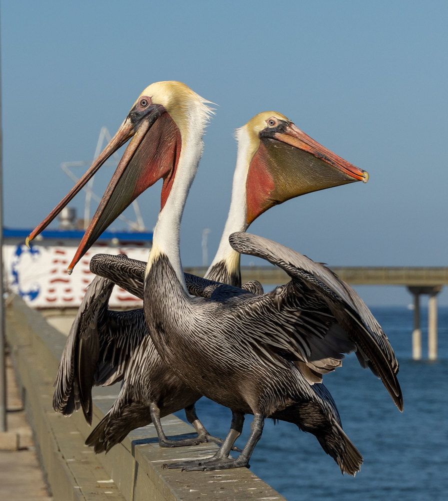 Brown pelicans at a fishing pier