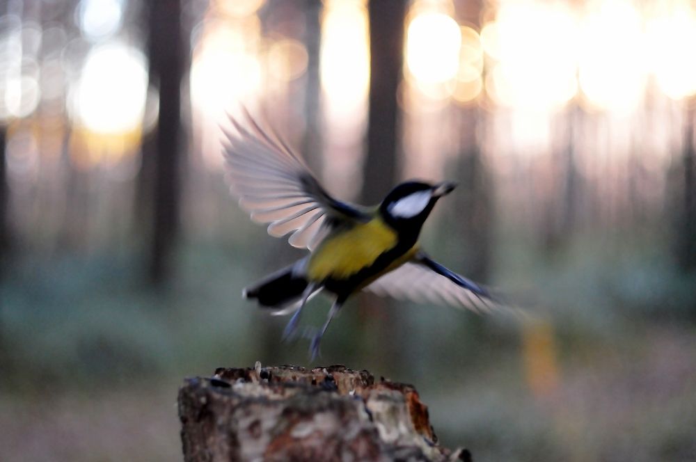 Взлёт Большой синицы