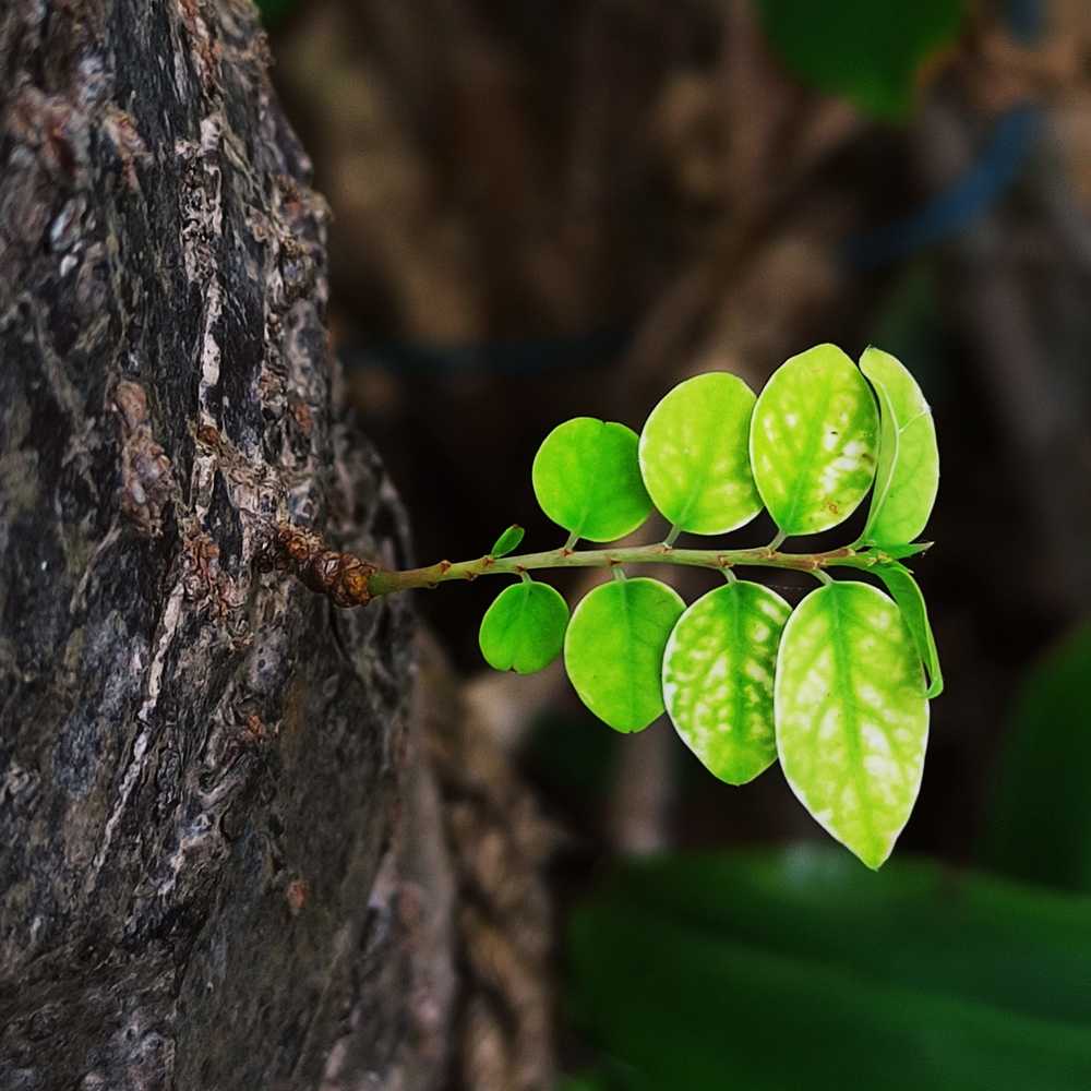 Photograph by Sharuja Balendrakumar Sharu