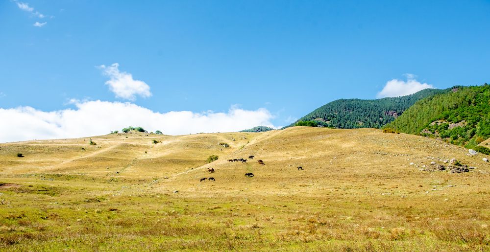 Красота животного мира