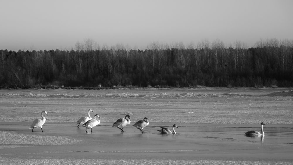 Photograph by Роман Раскошный