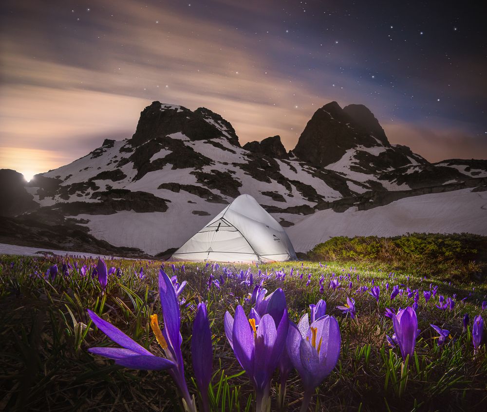 In the realm of crocuses