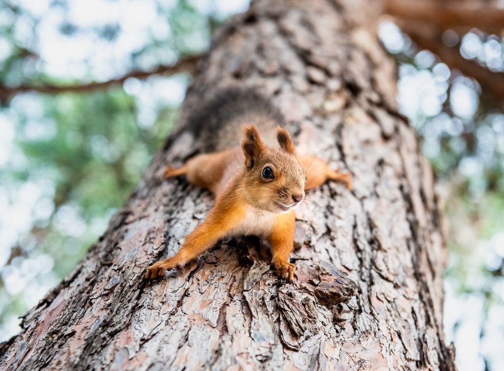 Photograph by Инна Толстореброва