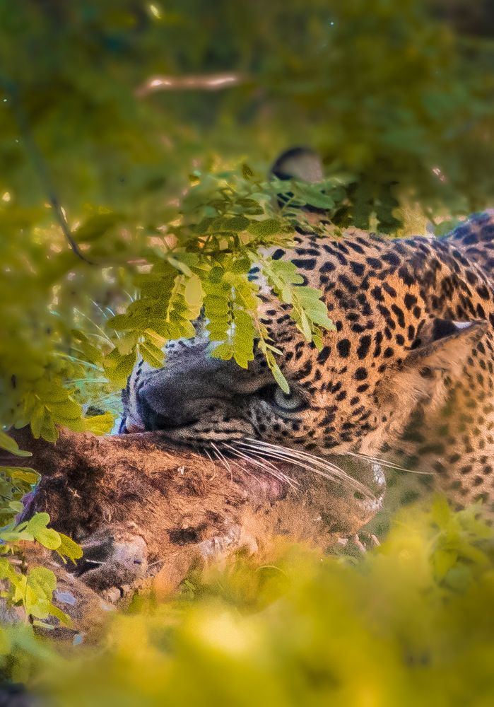 Photograph by Jeyanayagam Jeyathees