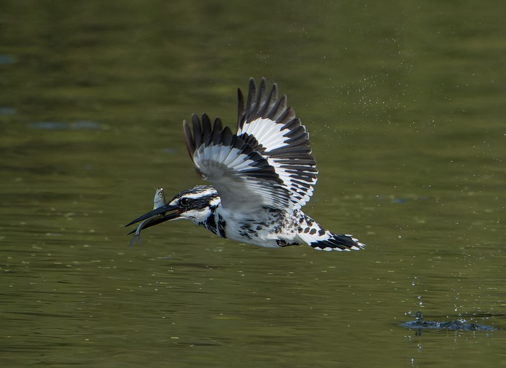 Photograph by Gagandeep Singh