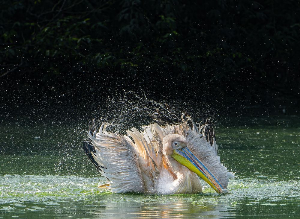 Photograph by Gagandeep Singh