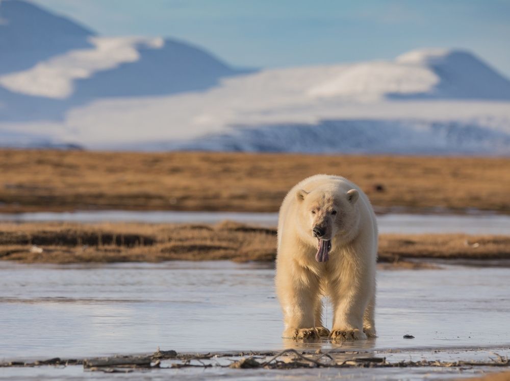 Photograph by Владимир Цветов
