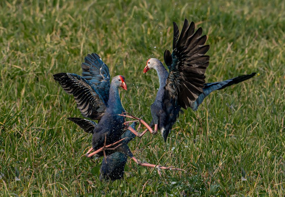 Photograph by Gagandeep Singh