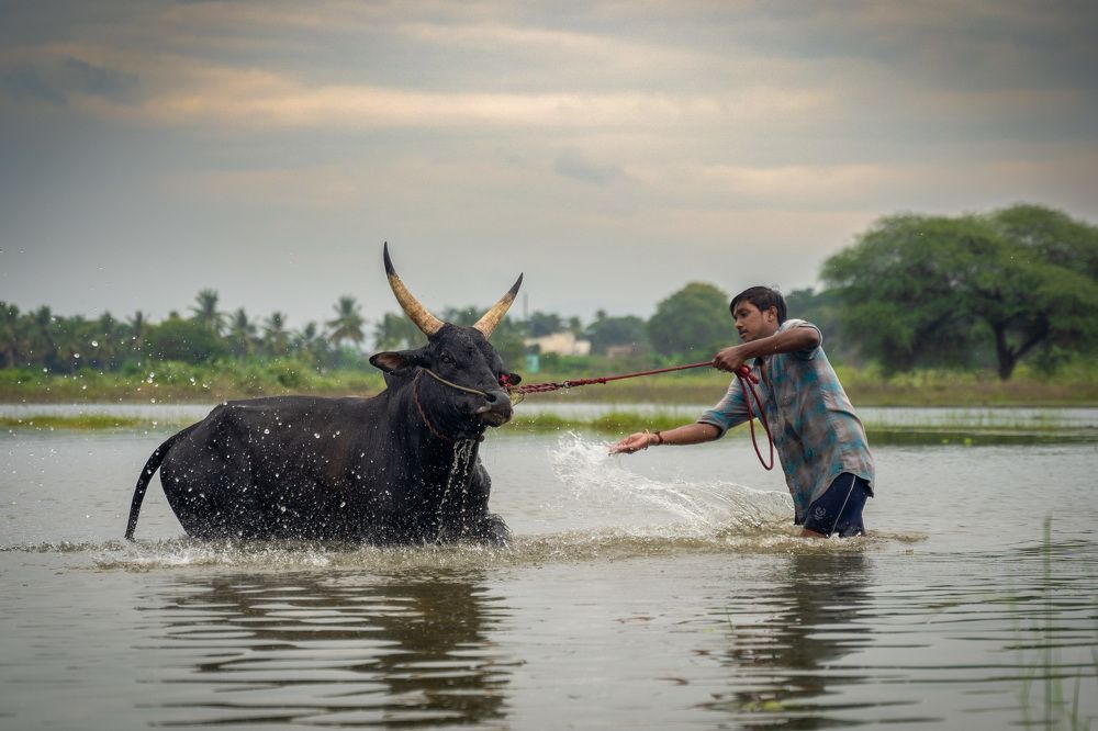 Happy bath to our pets in our daily life