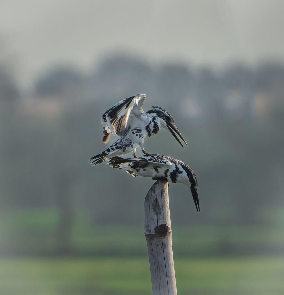 Photograph by Gagandeep Singh