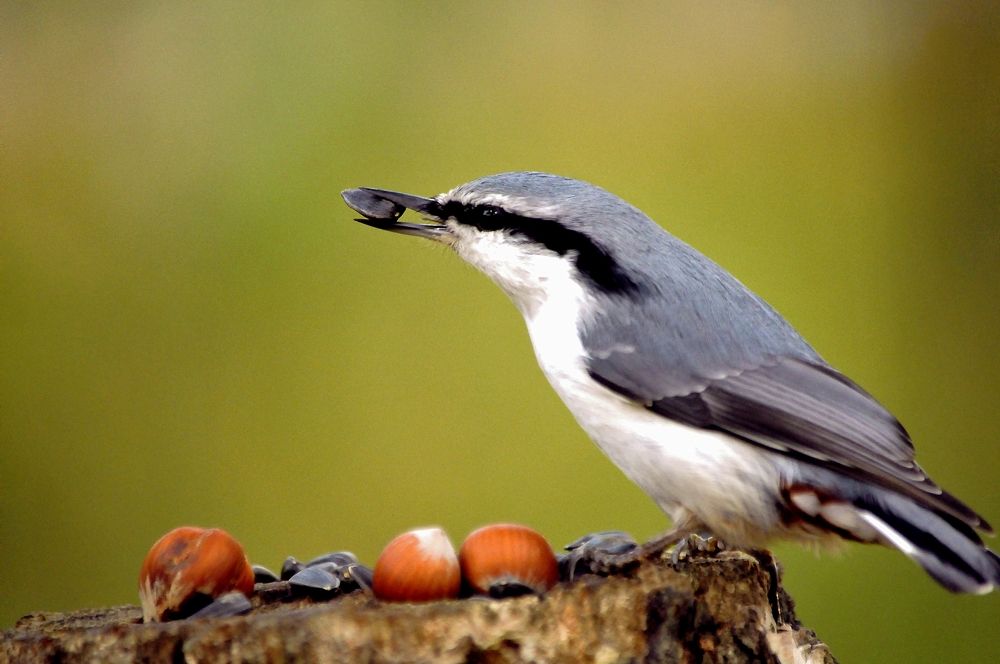 Кормушка изобилия