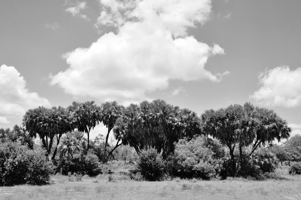Africa in black and white