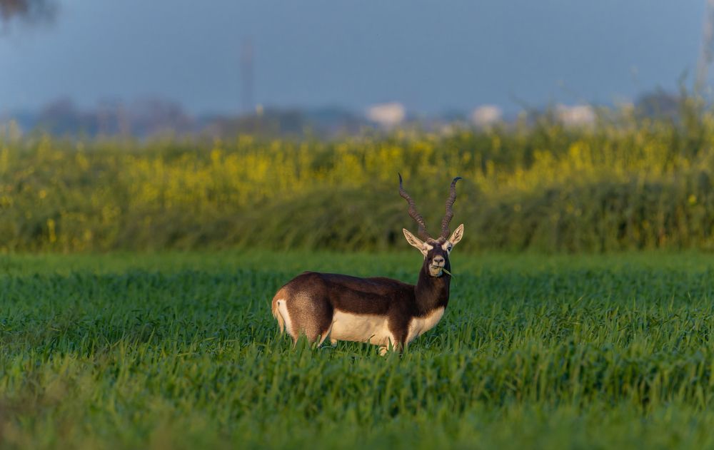 Photograph by Gagandeep Singh