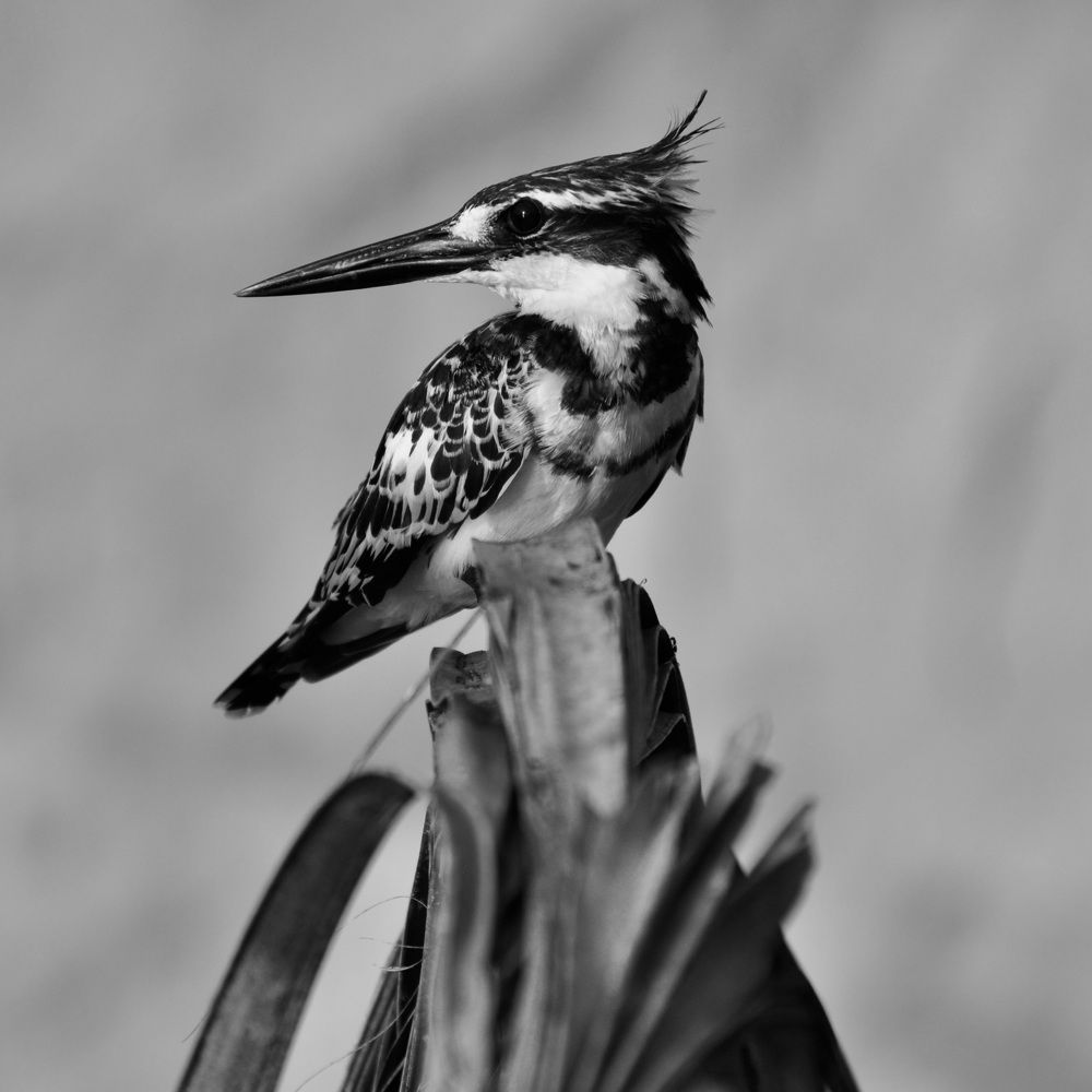Pied Kingfisher