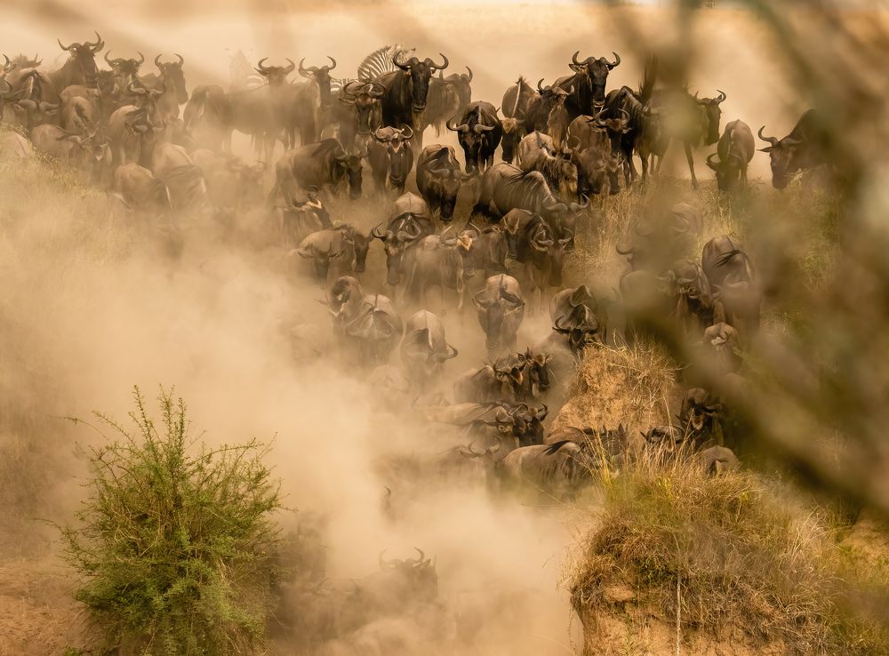 Great Migration Masai Mara