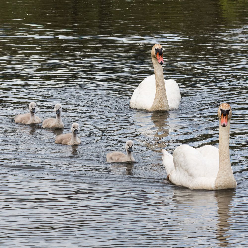 Photograph by Шапошников Виктор