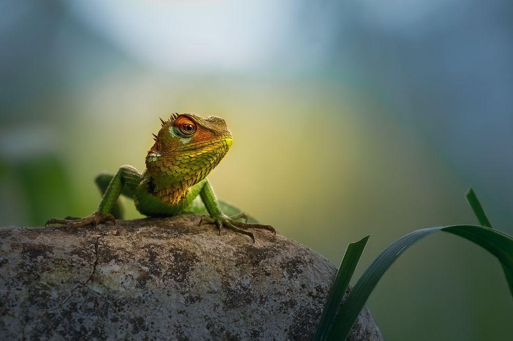 Photograph by Rajeev Abeysekara