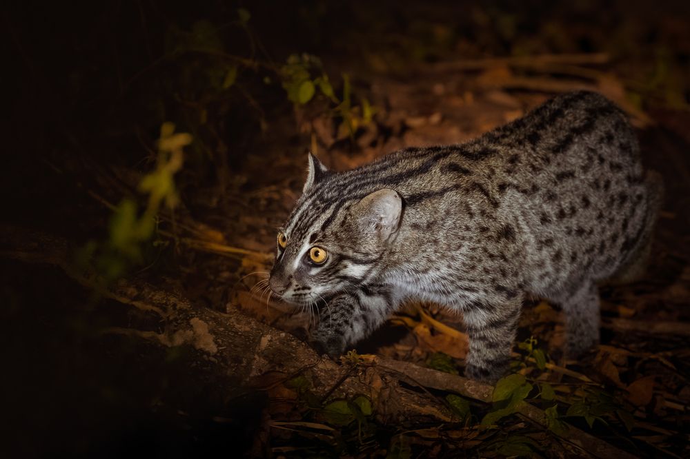 Photograph by Rajeev Abeysekara