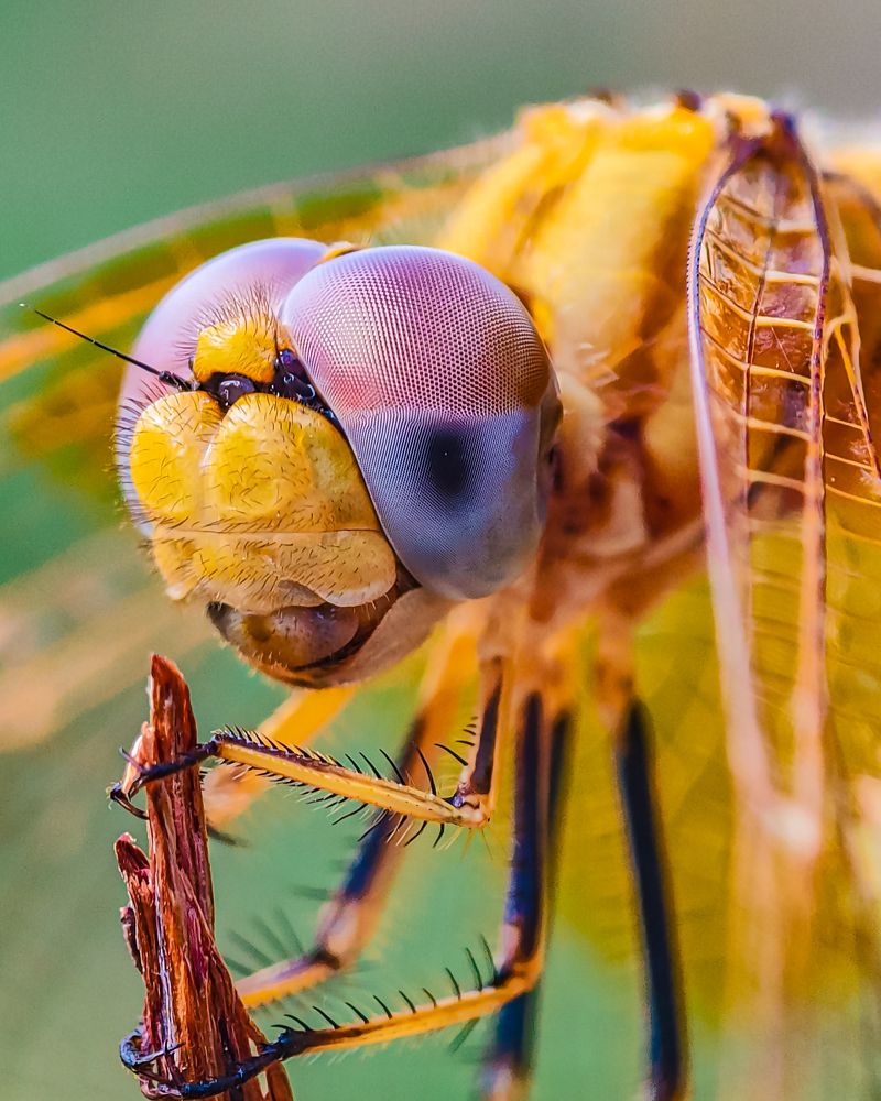 The dragonfly's eyes