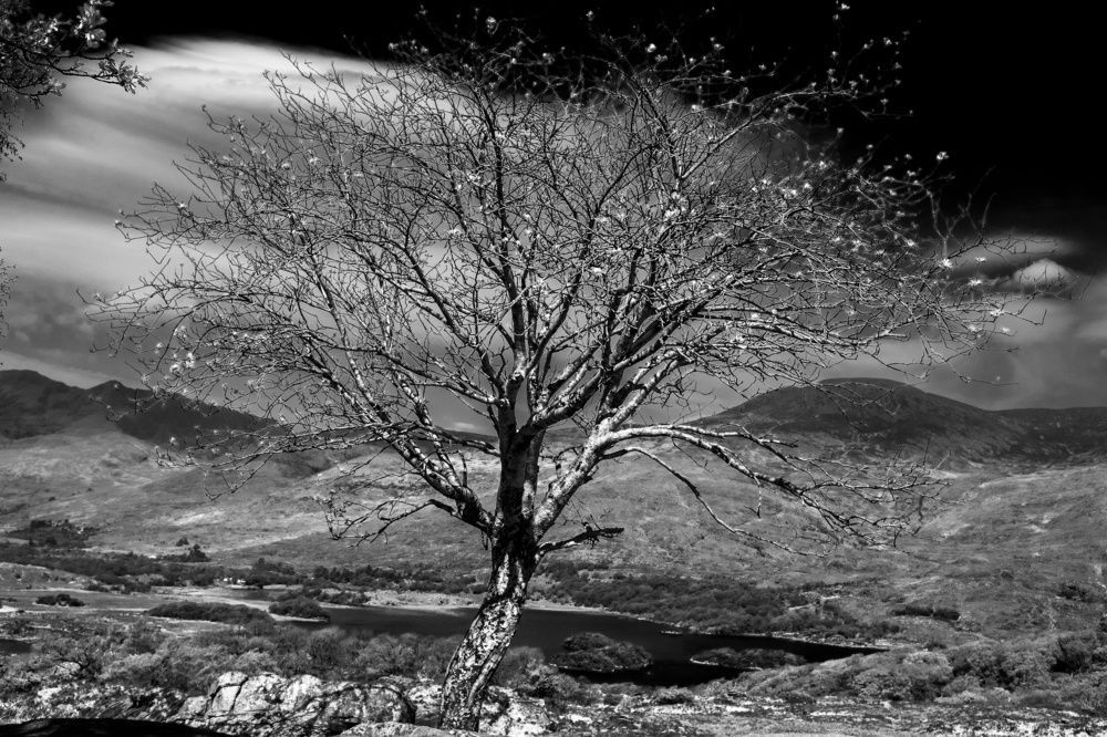 The Killarney National Park (Ireland)