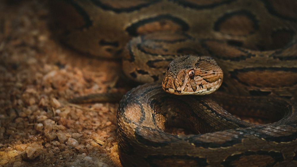 Photograph by Rajeev Abeysekara