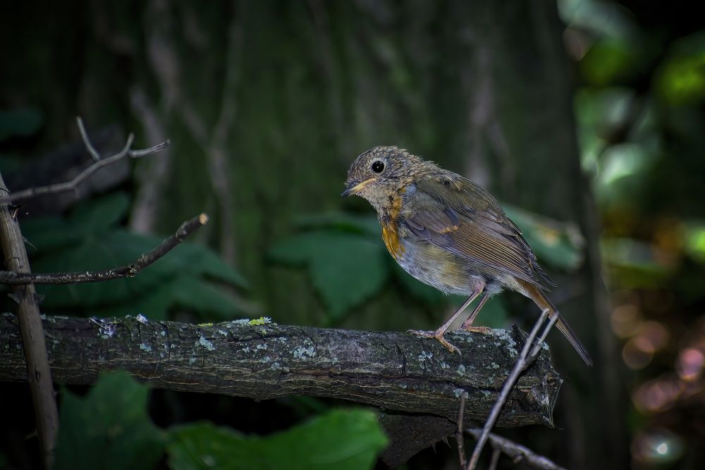 Photograph by Sarah Rührnößl