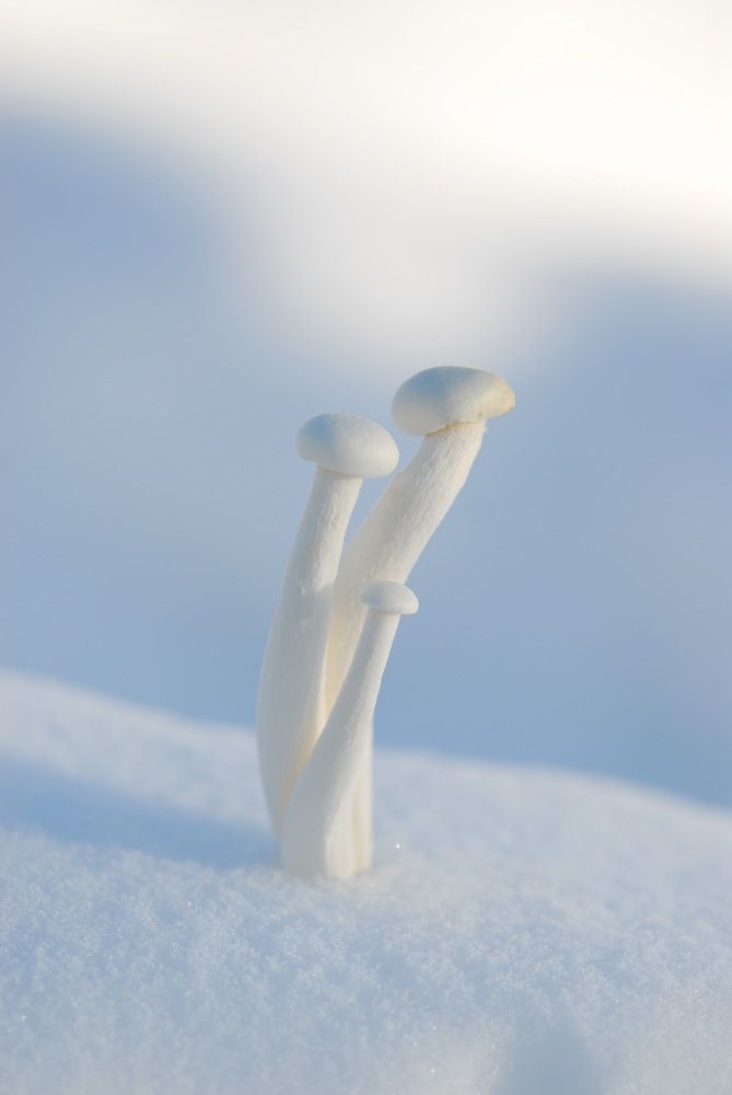 Семья