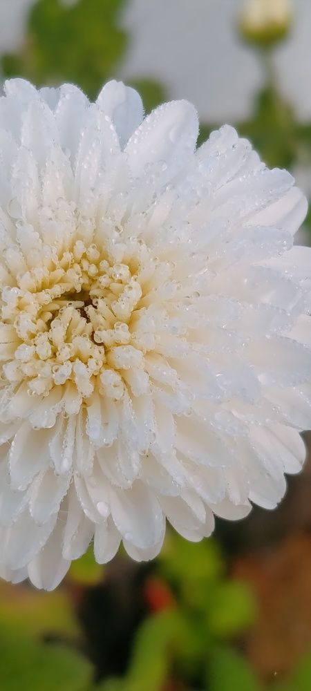 Photo #7381513