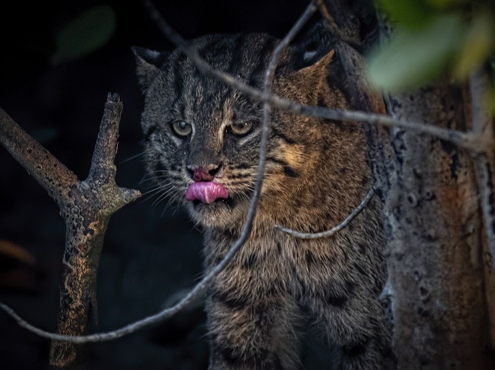 Fishing Cats