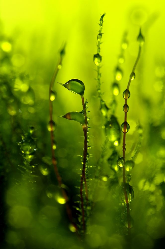 Макро весна